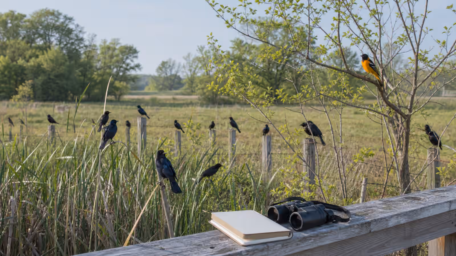 Blackbird-like birds along a marsh and fence line with birding gear on a boardwalk rail.