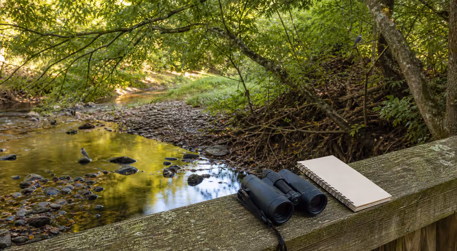 Binoculars and a blank notebook on a creekside rail above shaded water, gravel, roots, and overhanging branches.
