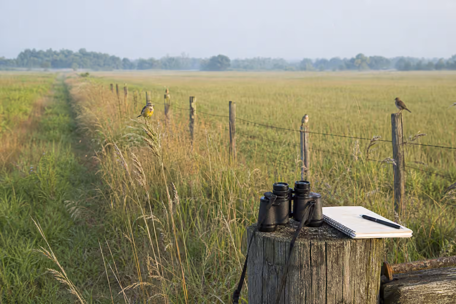 An open grassland birding scene with binoculars and a notebook on a fence post while small birds perch on grasses and wire.