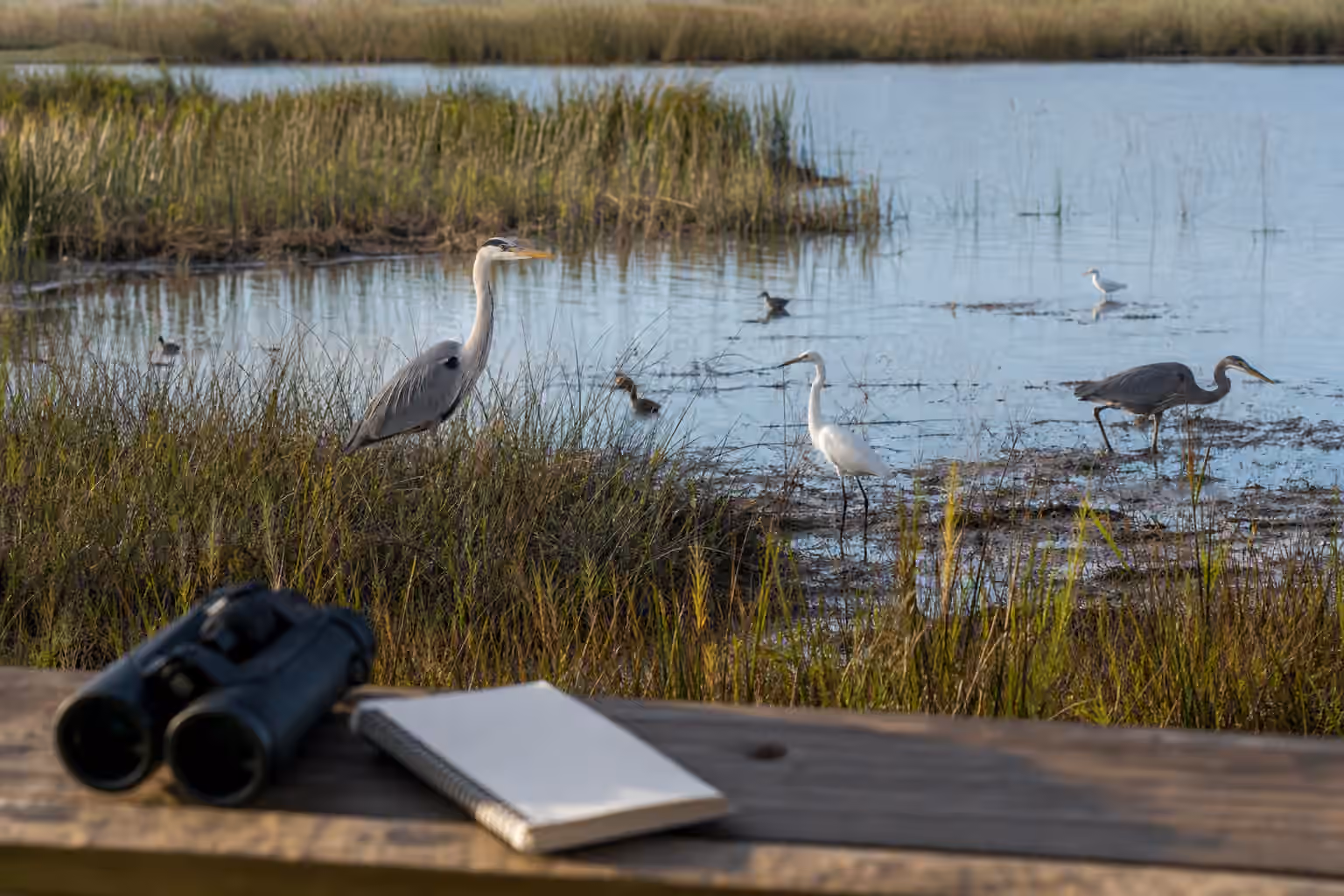 Herons and egrets spaced across a shallow wetland with reeds, reflective water, binoculars, and a blank notebook in the foreground.
