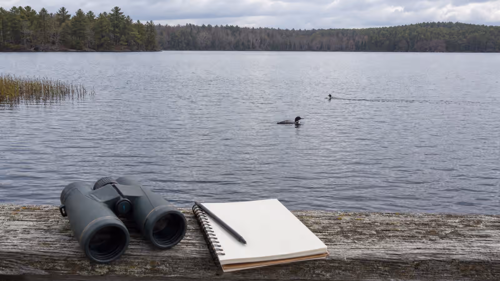 A broad lake with diving waterbirds at natural distance and binoculars with a blank notebook resting on a weathered railing.