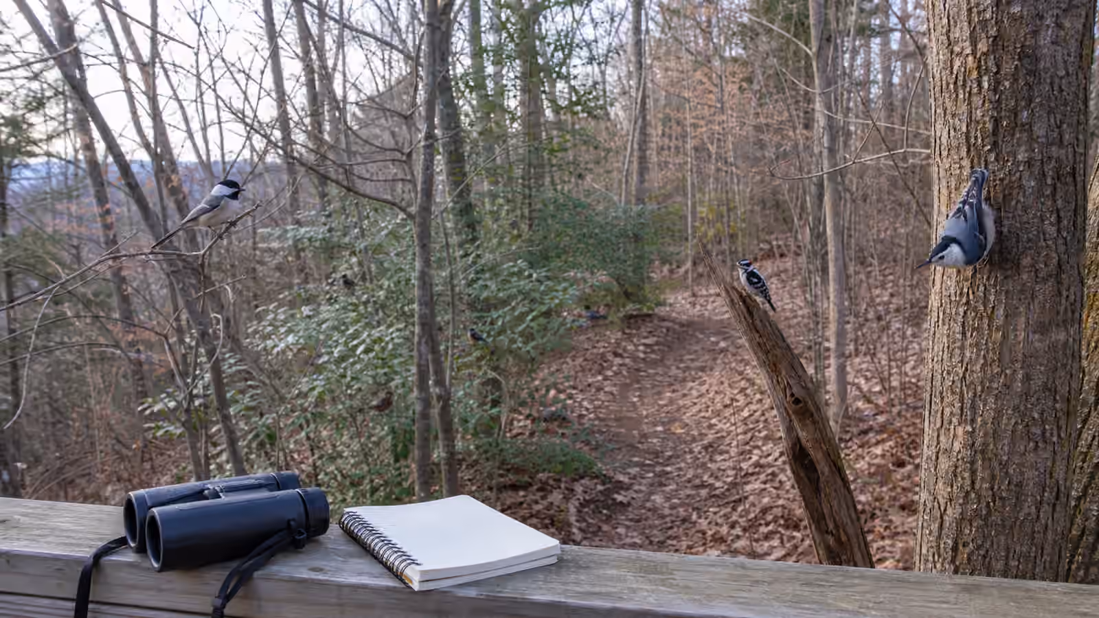 A quiet woodland edge with binoculars and a blank notebook while small birds move through different forest layers.