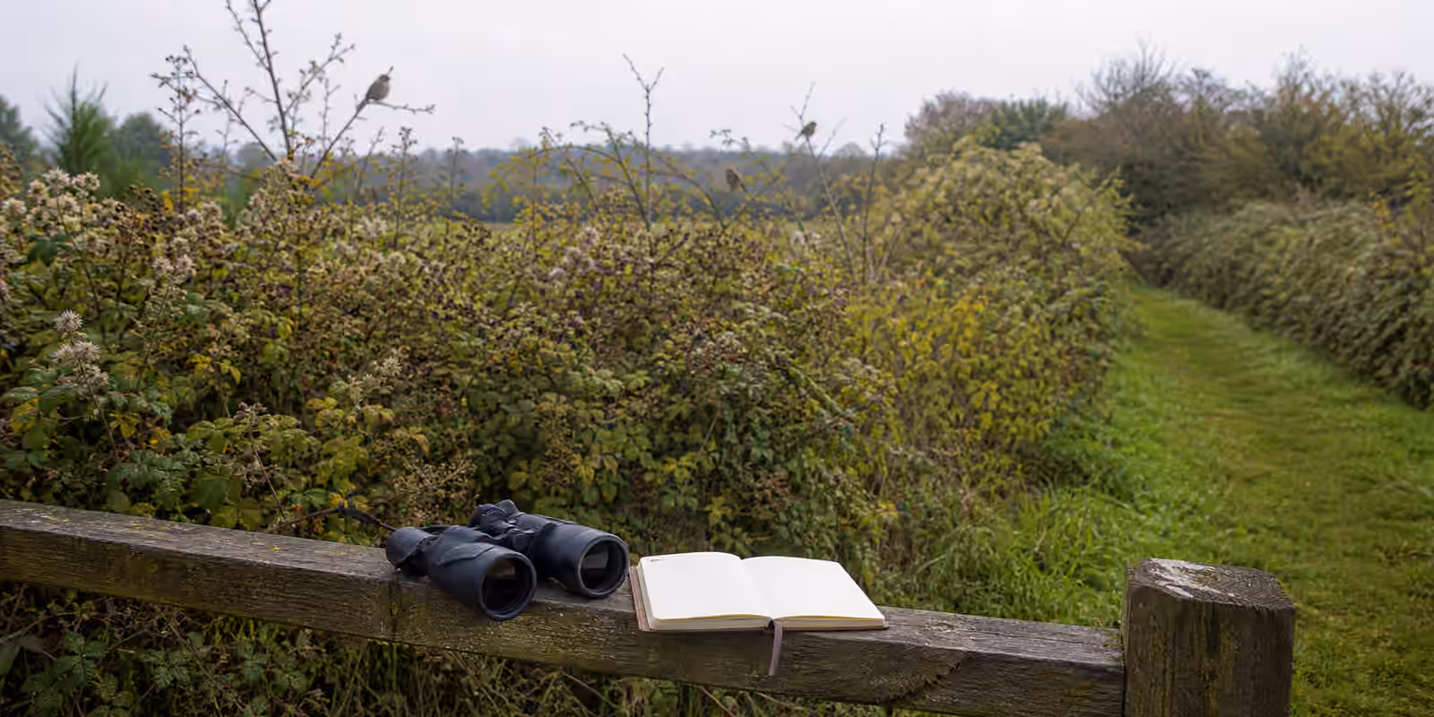 Binoculars and a blank notebook on a fence rail beside a brushy hedgerow and field edge.