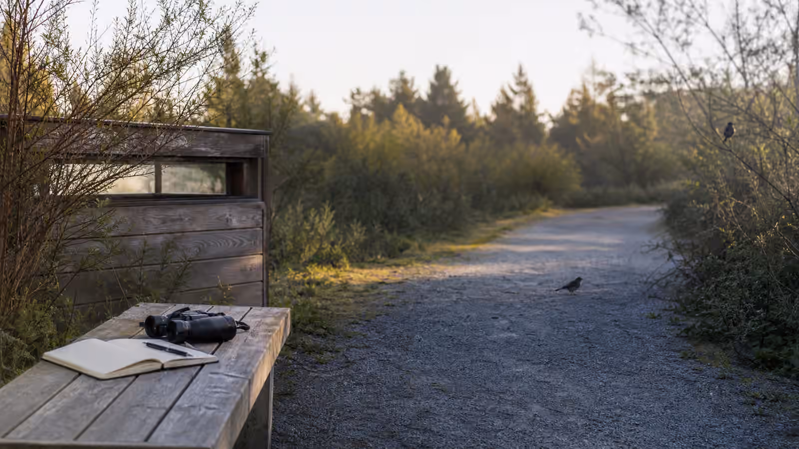 A quiet birding bench beside a low wildlife blind and gravel path with binoculars and a blank notebook resting nearby.