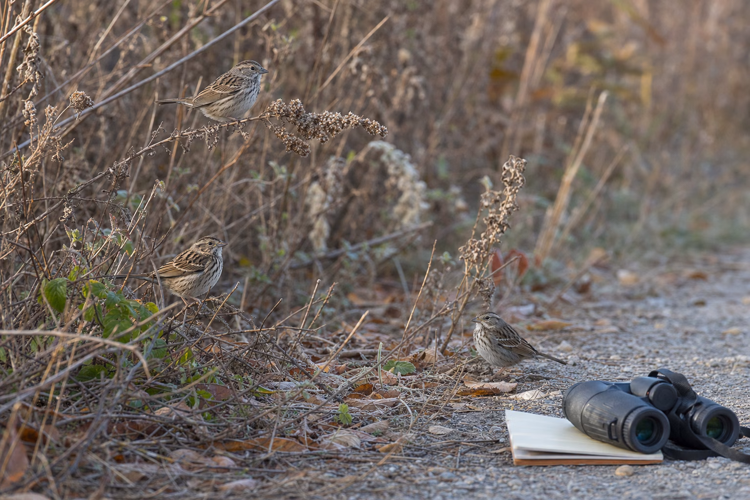 Small brown sparrows feeding and perching along a brushy field edge beside binoculars and a blank notebook.